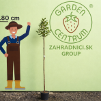 Jahodovec obyčajný (Arbutus unedo-Litchi) ´PEACE AND LOVE´ - výška 170-190 cm, kont. C5L - NA KMIENKU